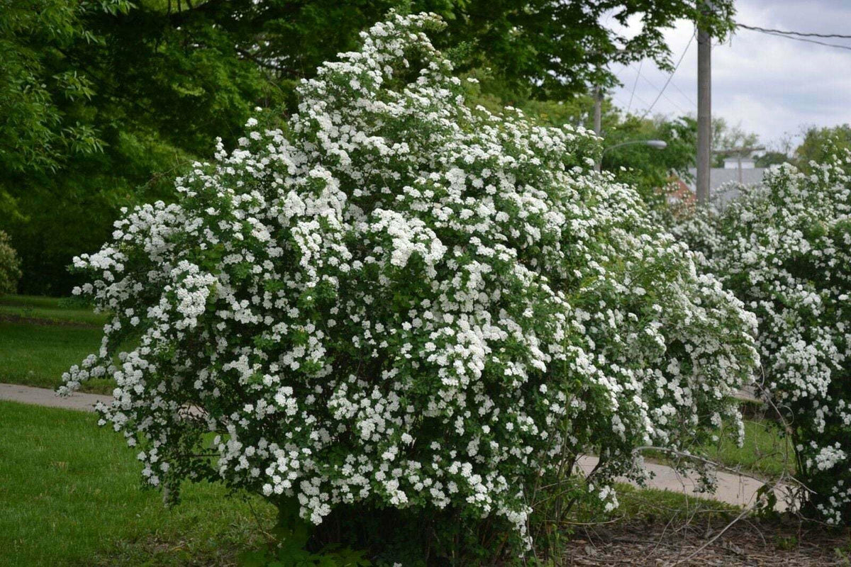 Live Plant - Snowmound Spirea Mounded Shrub - 6-12" Tall Seedling - Live Plant - Quart Pot