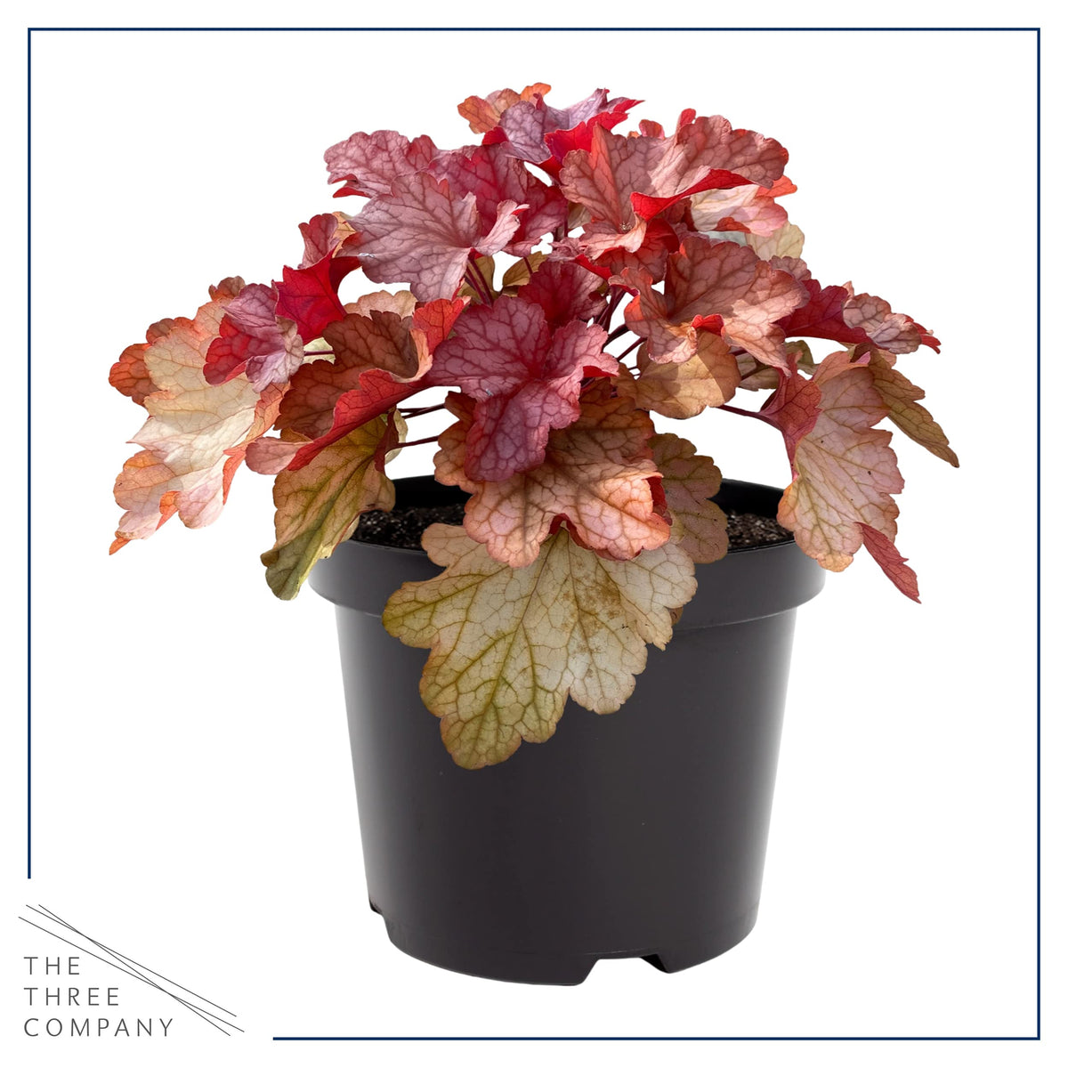 Live Heuchera (Coral Bells) - Shades of Red - Beautiful Shade Perennial - Healthy Spring Plant - 12" Tall by 6" Wide in 2.5 Qt Pot