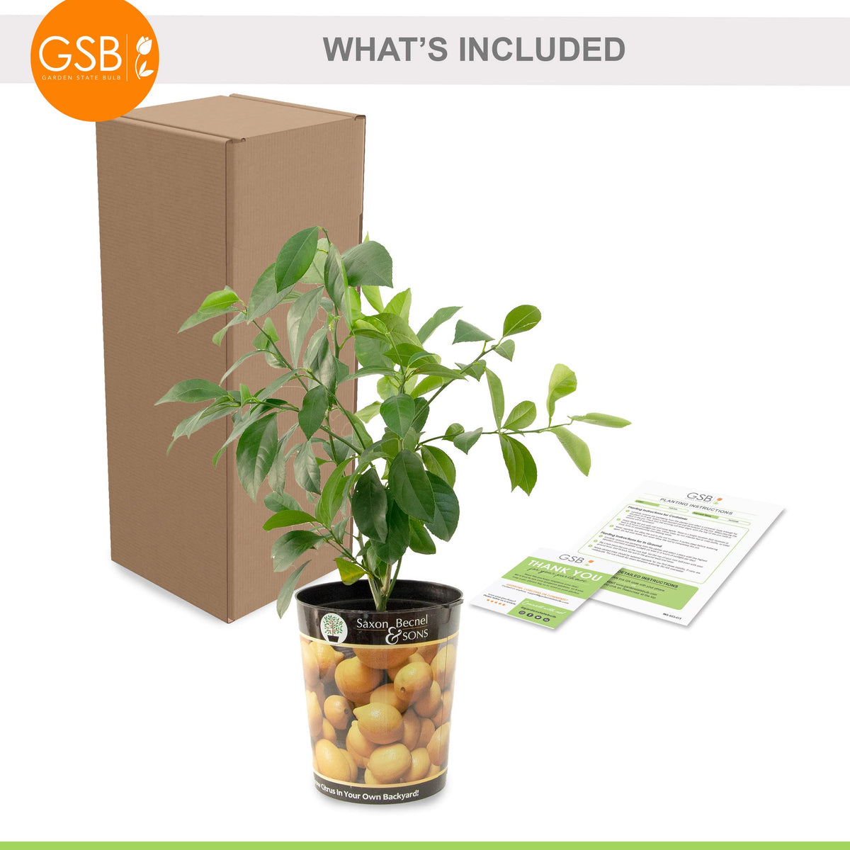 Garden State Bulb Meyer Lemon Tree, Citrus Live Plant (1 Gallon Growers Pot) Cannot Ship FL, AZ, CA, TX, LA