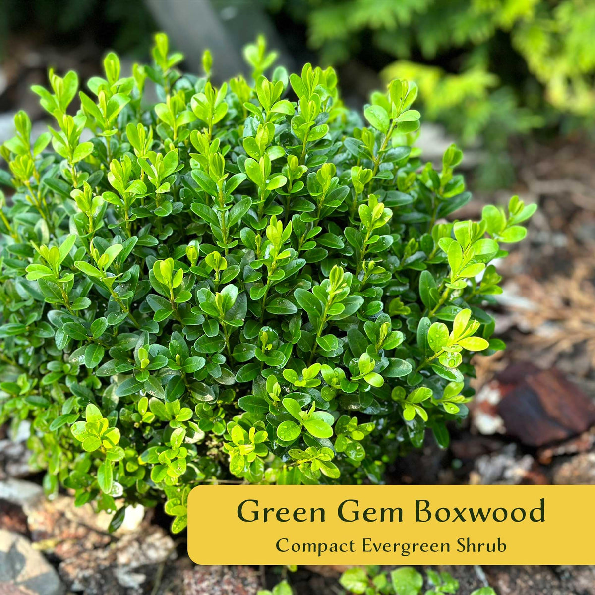2 Green Gem Boxwood – Compact Rounded Evergreen Shrub for Low Hedges, Borders & Container Planting (Buxus sempervirens ‘Green Gem’) in 3.5″ Cubes, Live Plants