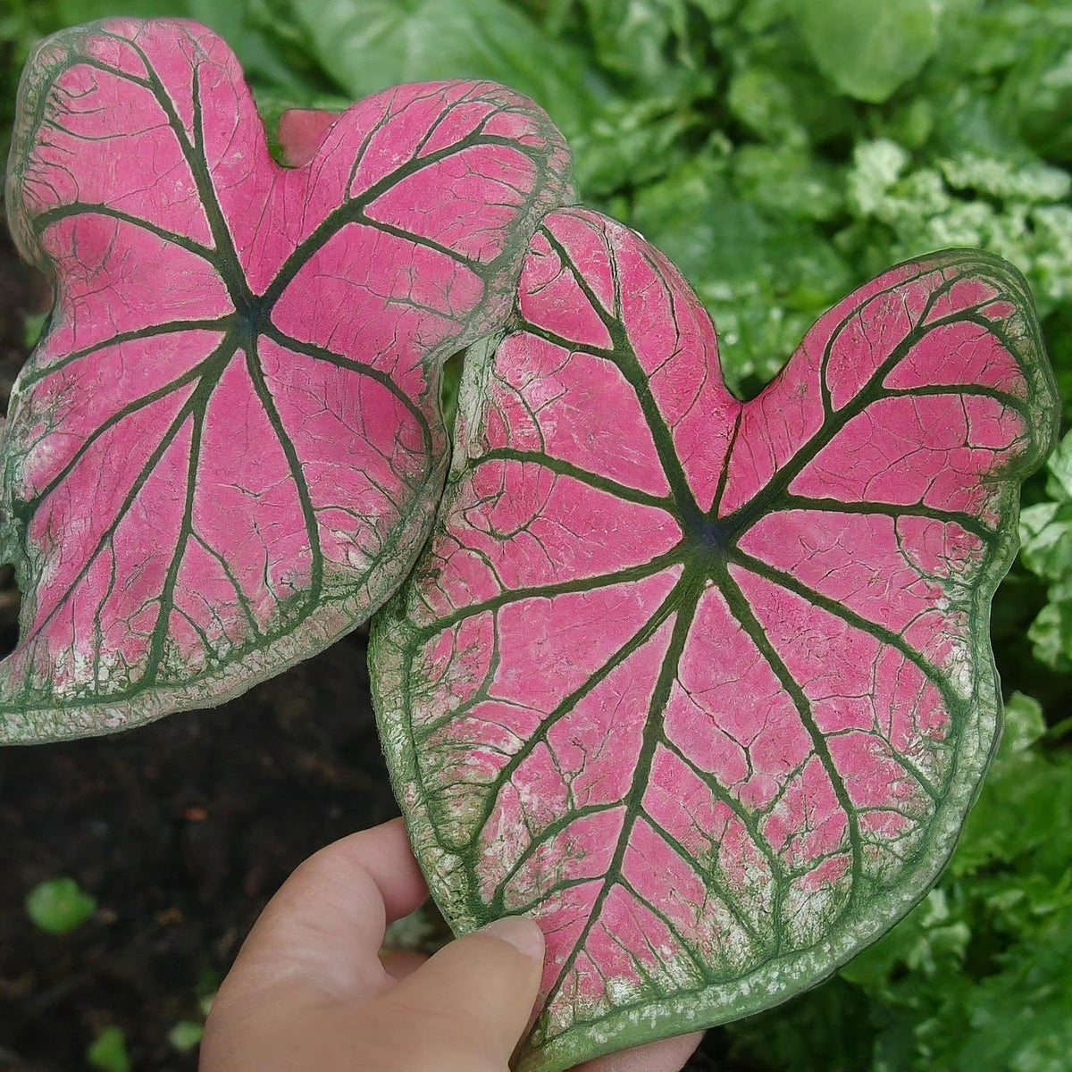 6 Pink Illusion Caladium Bulbs for Planting - Perennial Hosta, Elephant Ears, Fancy (6 Bulbs)
