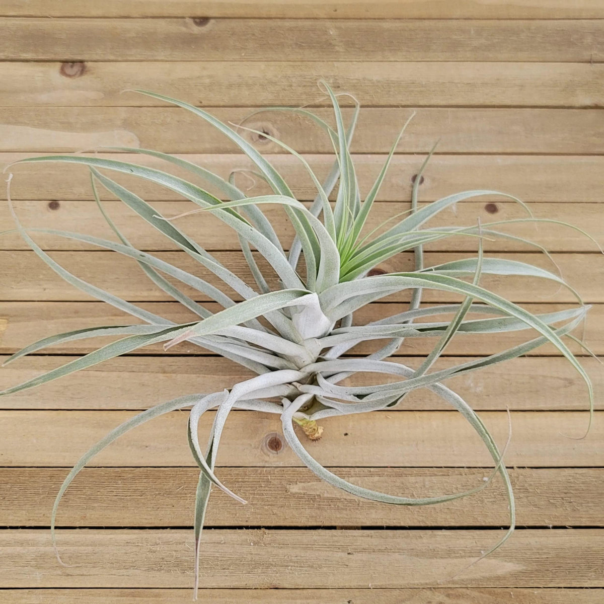 Tillandsia Cacticola Large