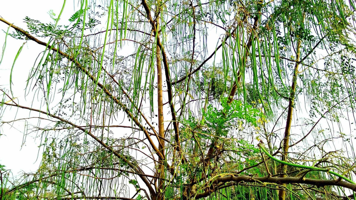 3 Moringa Plants with Free Moringa Seeds - Live Moringa Tree - Moringa Oleifera Plant - Moringa Tree - Drumstick Tree - Miracle Tree - Established Roots - Non-GMO - Organic - Moringa Plants - Herbs