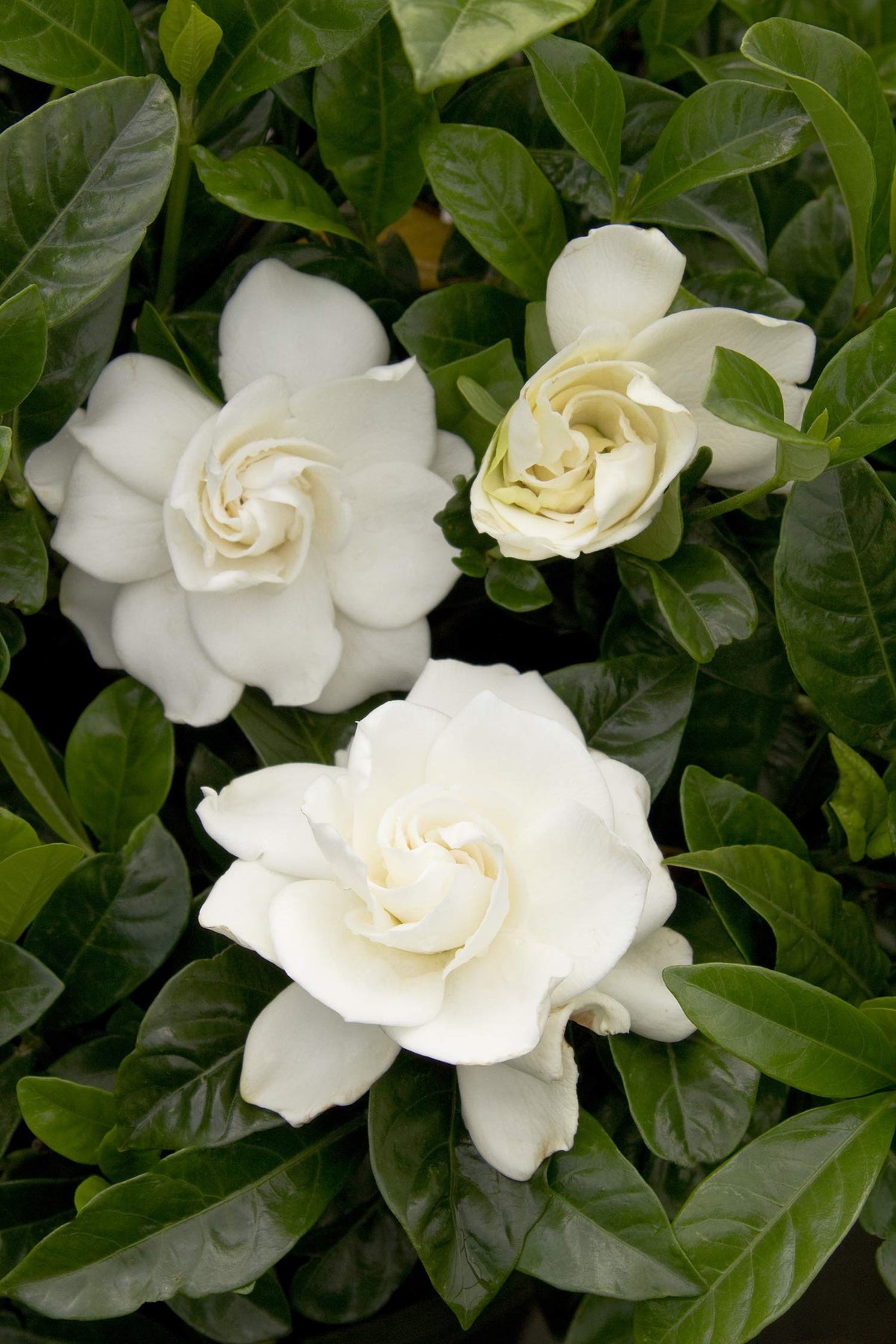 Shrub 2.5 Qt. August Beauty Gardenia