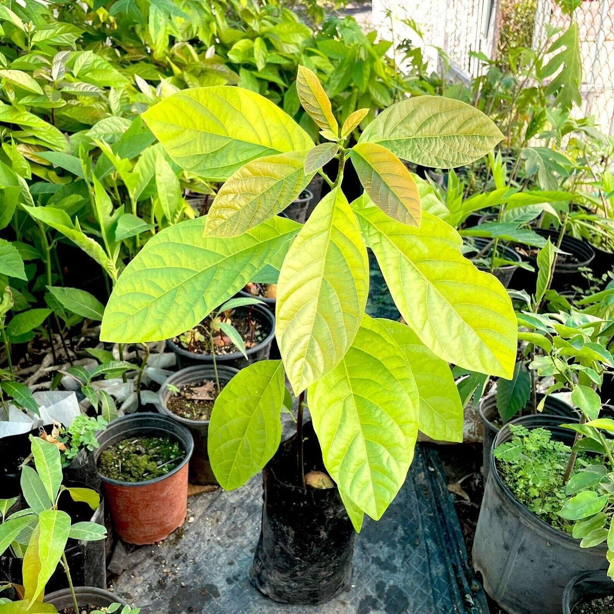 Live Plant - Avocado Long Neck (Persea Americana) Tropical Big Fruit Tree 2′-3′ Feet