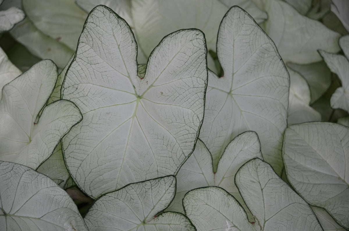 10 June Bride Fancy Caladium Bulbs for Planting - Exotic White Elephant Ears Bulbs