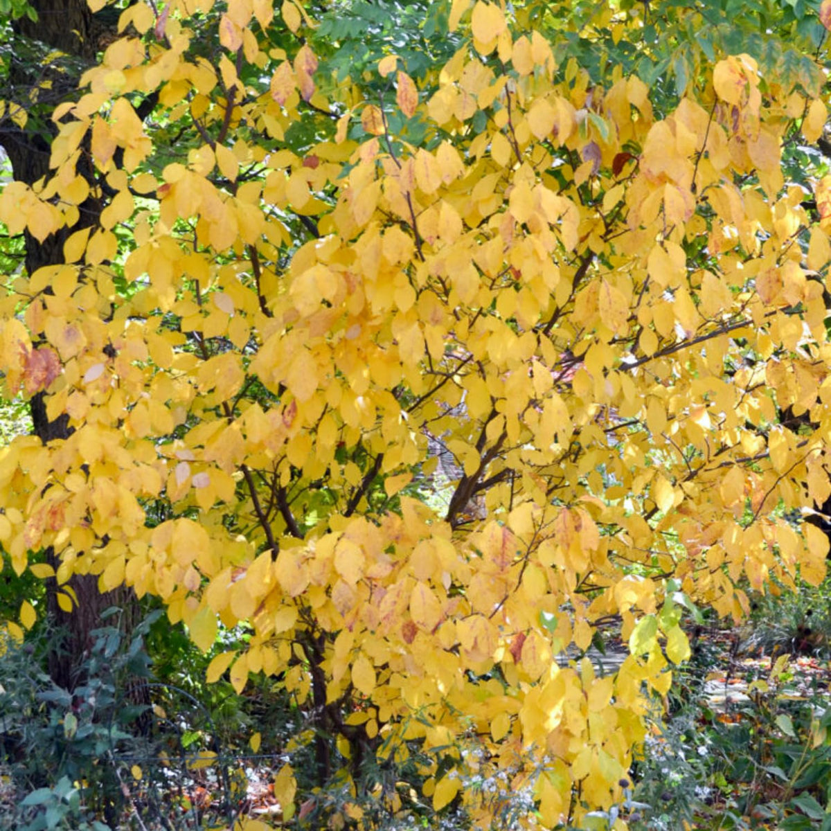 Spicebush Plant Live for Planting, Spicebush Shrub Yellow Flower in Quart Pot,10-14" Tall