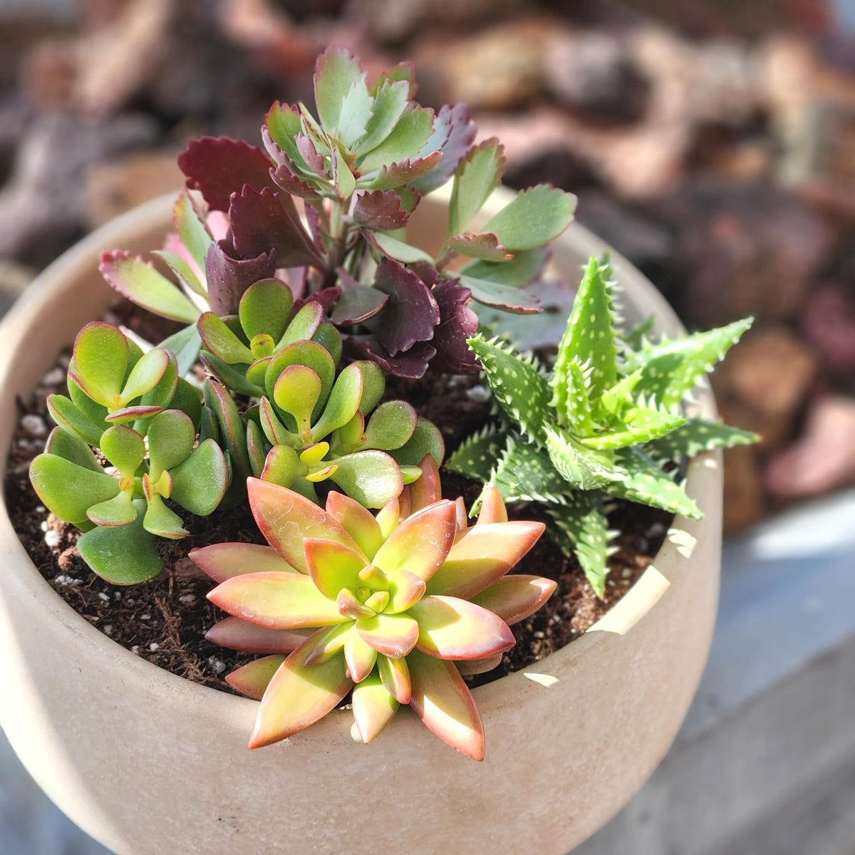 Altman Plants, Live Succulents Plants Live Houseplants (4PK), Succulent Plant Lover Gifts, Live Indoor Plants in Potting Soil, Live Plants Indoor Cactus Plants Live Succulent Plants Live House Plants