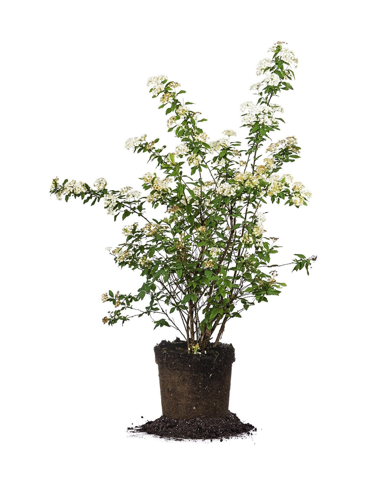 Bridal Wreath 1 Gallon