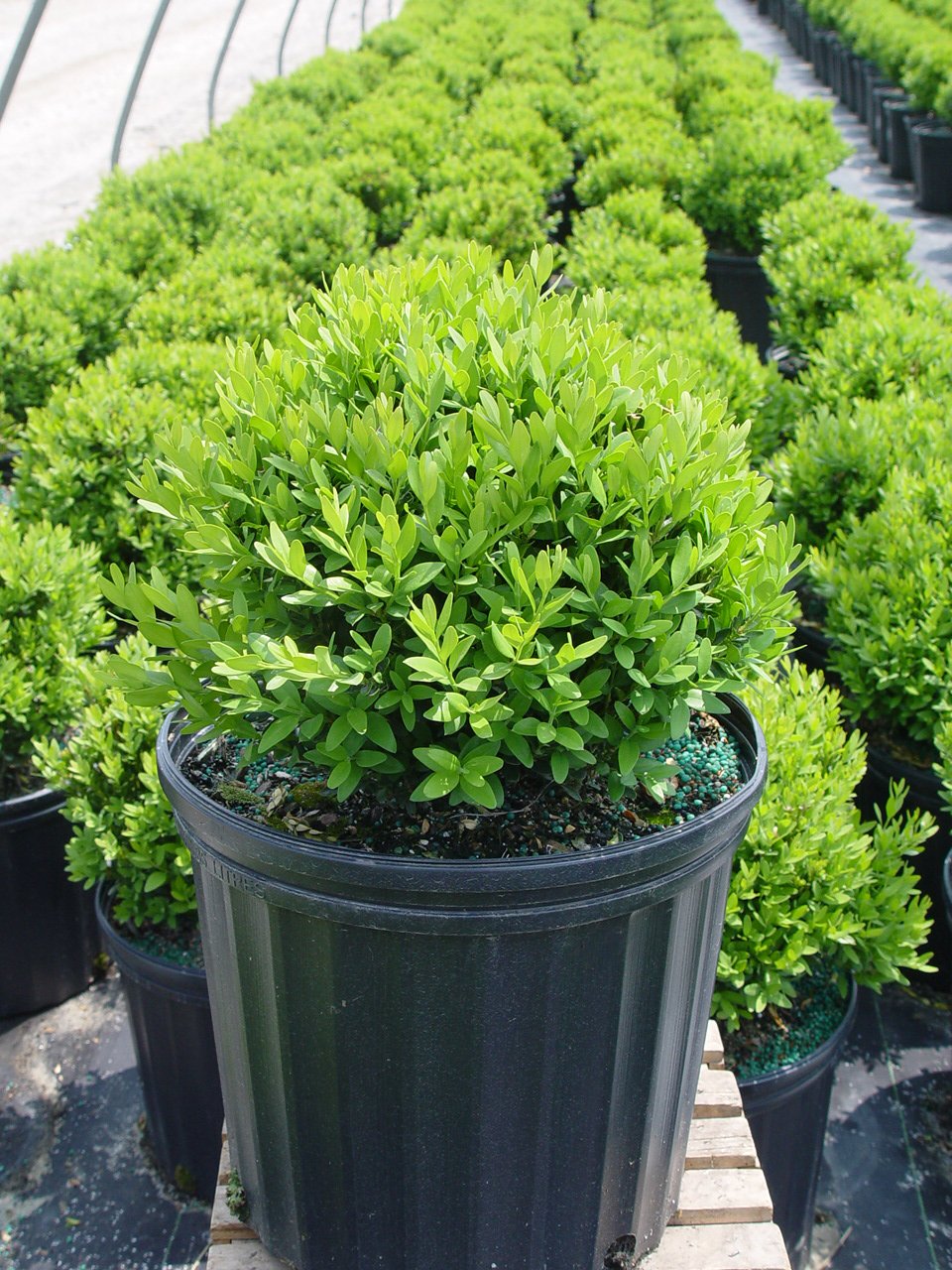 Buxus micro. 'Tide Hill' (Boxwood) Evergreen, spreading form, #2 - Size Container