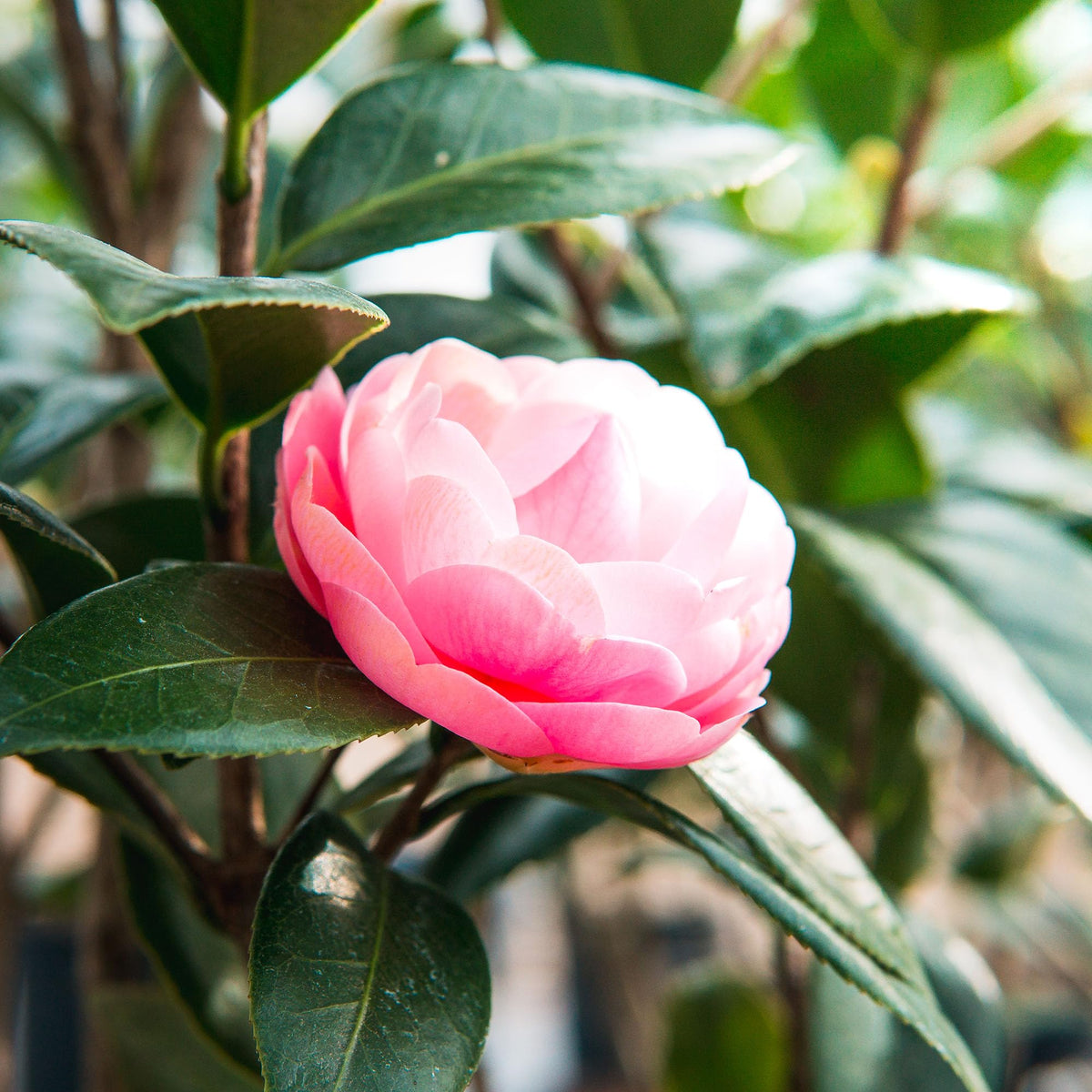 Perfect Plants Pink Perfection Camellia Bush 1 Gallon | Live Shrub for Outdoor Planting | Evergreen Foliage Stays Green All Year Long | Beautiful Pink Flowers in Spring