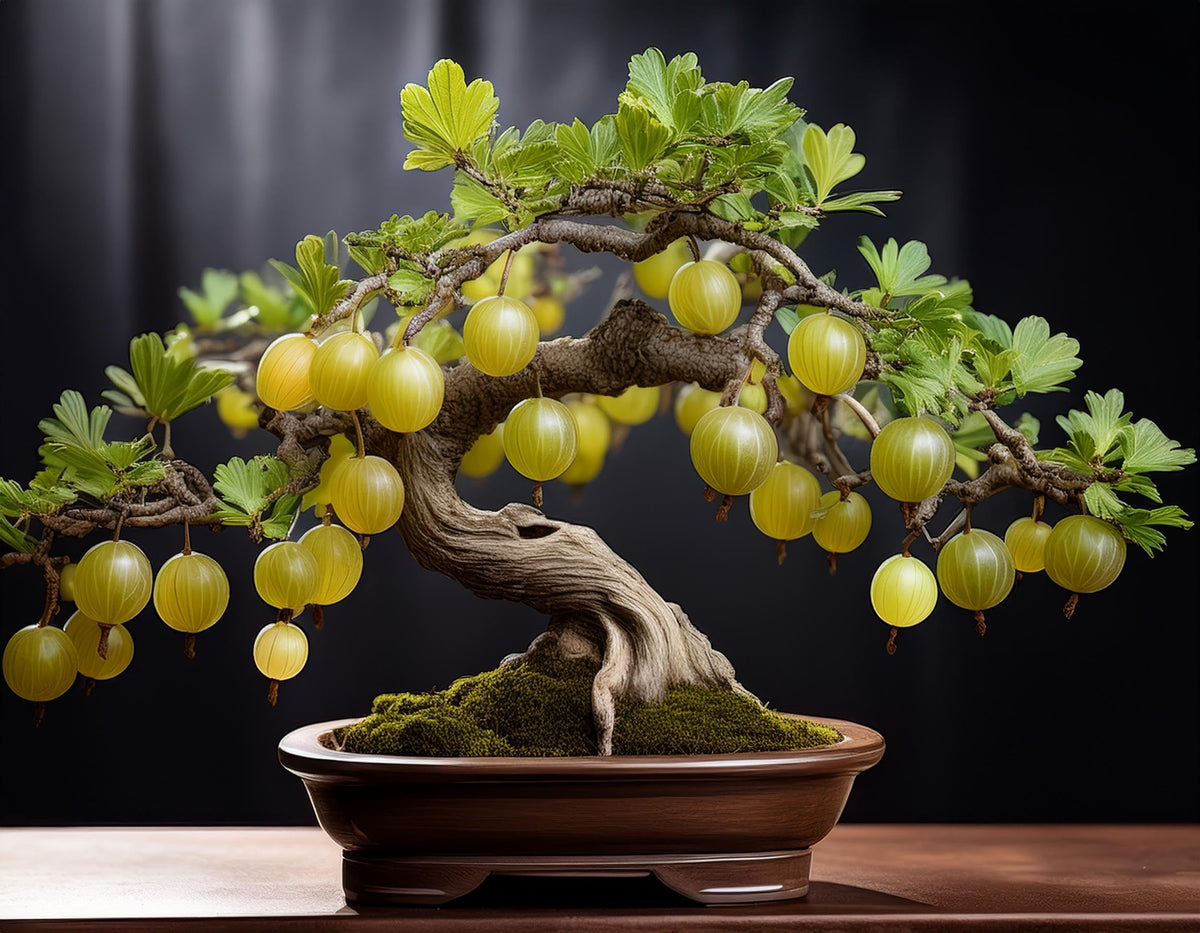 Green Gooseberry Bonsai Tree Seedling for Planting - 1 Year Old Well Rooted Seedling