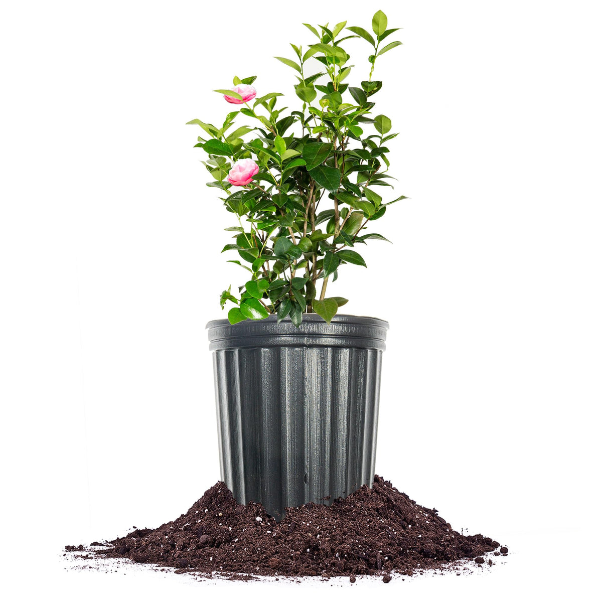 Perfect Plants Pink Perfection Camellia Bush 1 Gallon | Live Shrub for Outdoor Planting | Evergreen Foliage Stays Green All Year Long | Beautiful Pink Flowers in Spring