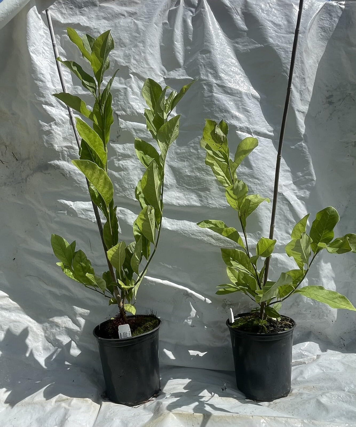 Live Plant - Magnolia Hybrid Tree-18-28 Inches TallHardy in Zones 4-9