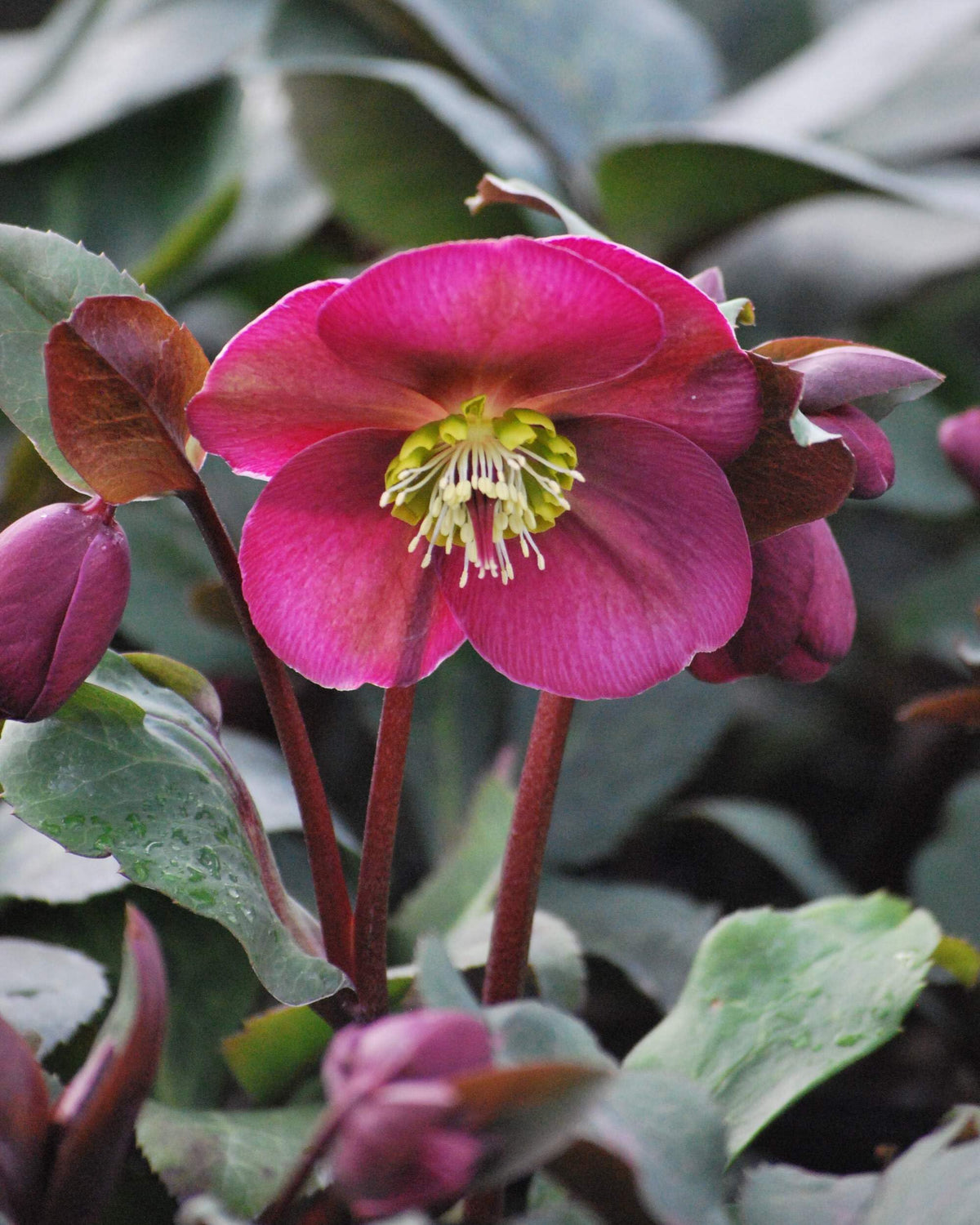 Perennial Farm Marketplace Helleborus x Frostkiss® ‘Anna’s Red’ (Lenten Rose) Perennial, Size-#1 Container, Red Blooms Late Winter to Spring, Deer Resistant