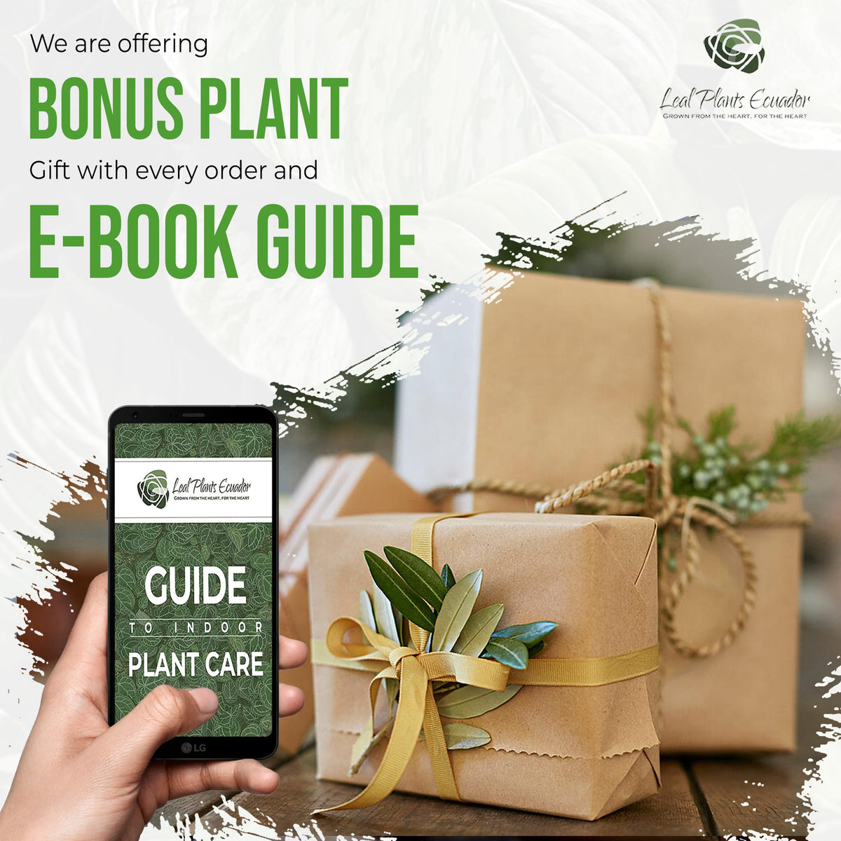 LEAL PLANTS ECUADOR Monstera Super Narrow Swiss Cheese Plant| Natural Décor Plant | Monstera Live Indoor Air-Purifying, Perfect for Home Decor