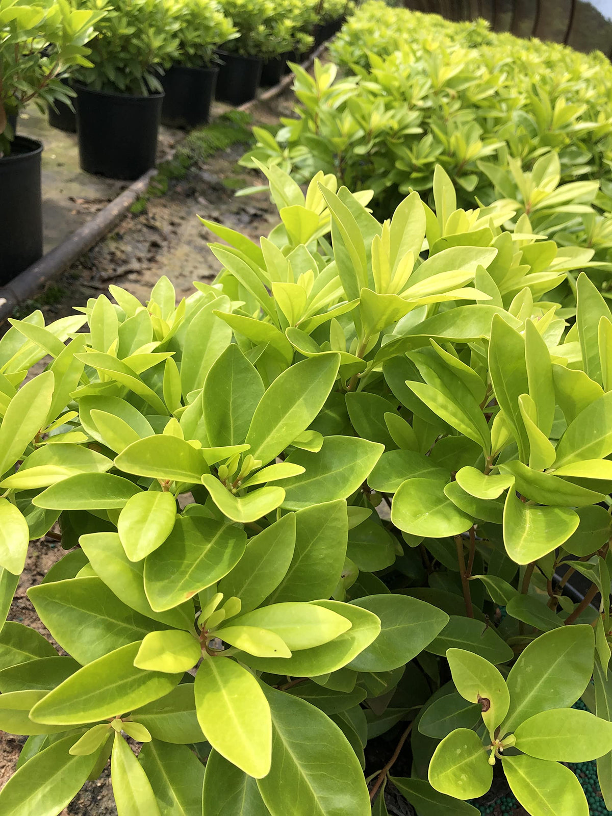 Illicium 'Florida Sunshine' (1 Gallon)
