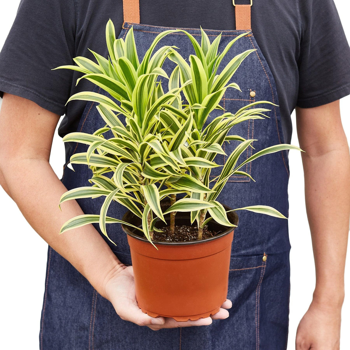 2 Pack Dracaena 'Song of India' in 4in Pot - Live Plants Tropical Houseplants | Variegated | USA Growers | The Snobby Leaf