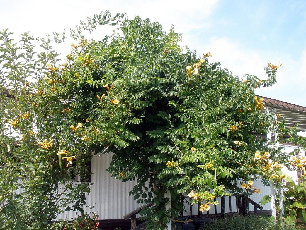 Yellow Trumpet Vine Plant - Campsis radicans - Flava - 2.5" Pot
