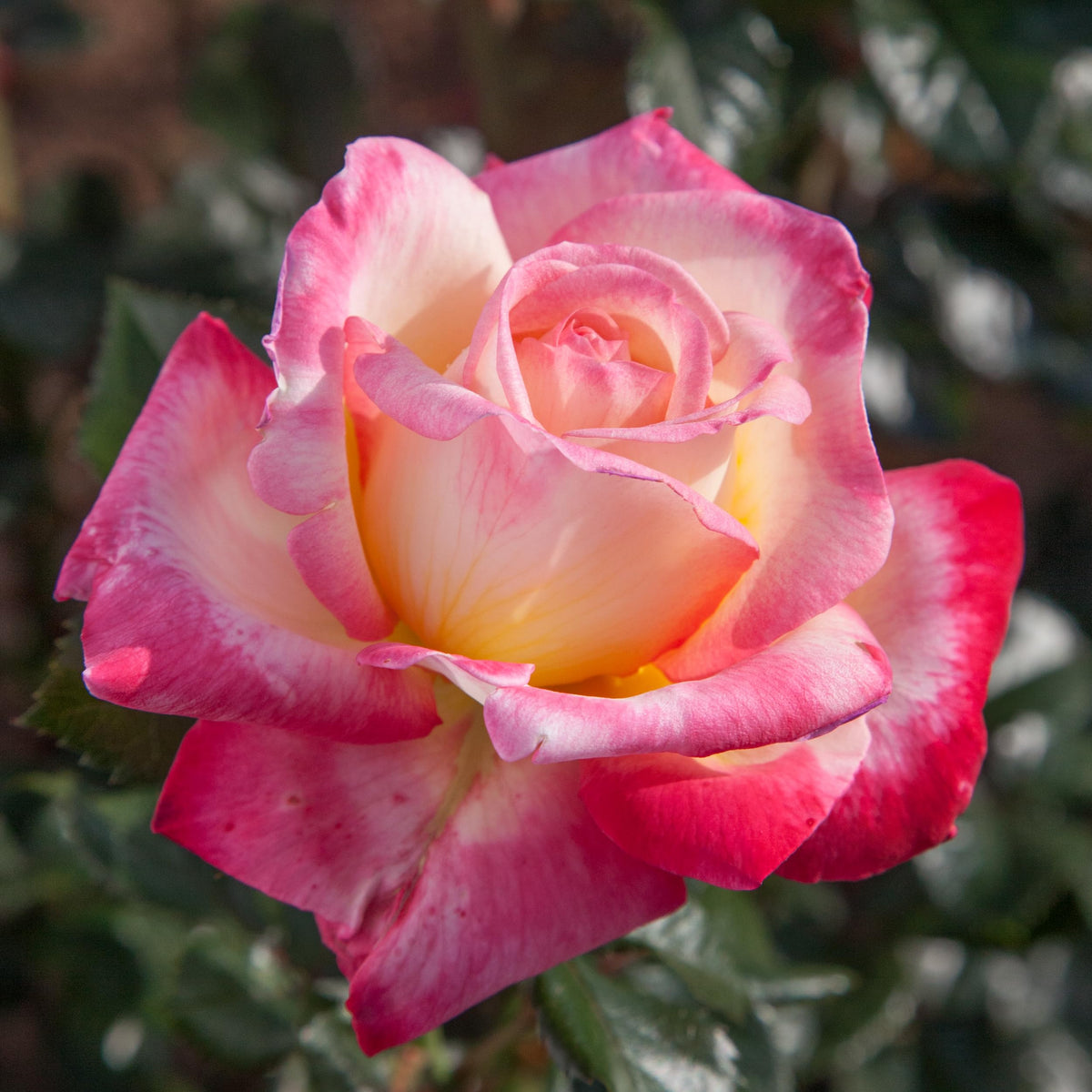 Heirloom Roses Hybrid Tea Rose Plant - Enchanted Peace™ Rose Bush, Hybrid Tea Live Plant for Planting Outdoors