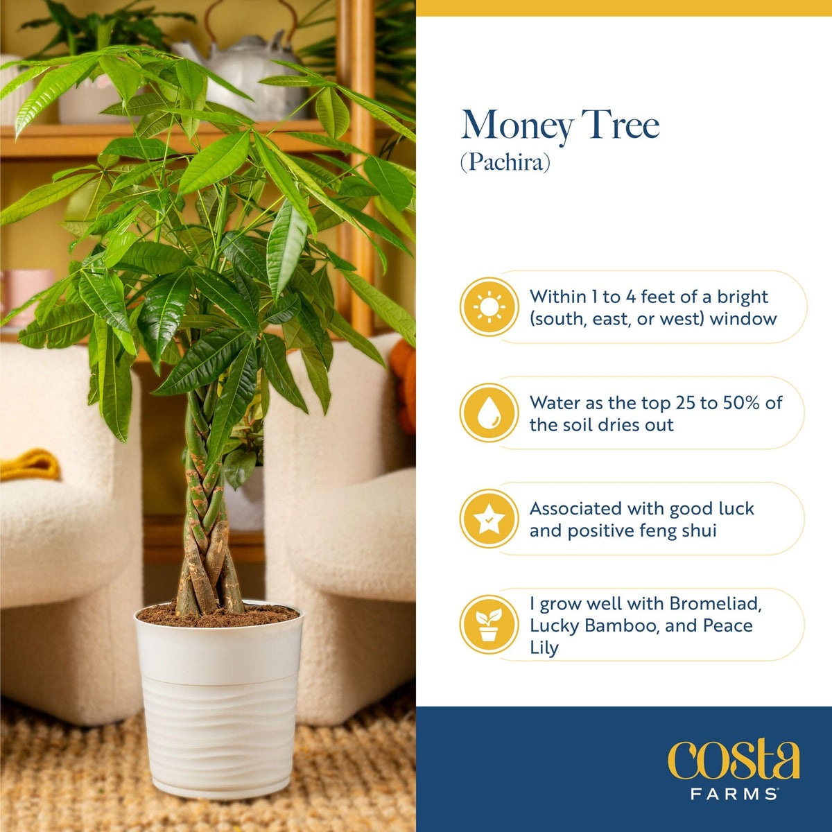 Costa Farms White Bird of Paradise & Money Tree Live Plants in Decorative Pots, Large Indoor Houseplants, Home, Room, or Office Decor, House Warming or Birthday Gift, 3-4 Feet, Pack of 2