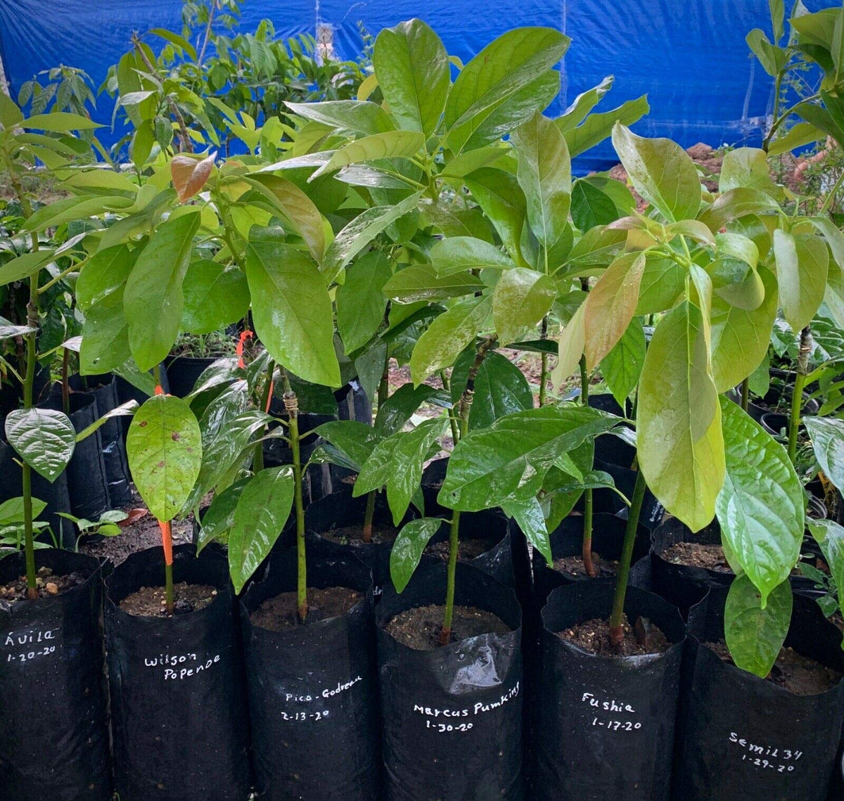 Grafted HASS Avocado Tree - Live Big Fruit Tree 12"-24" Tropical Plantae