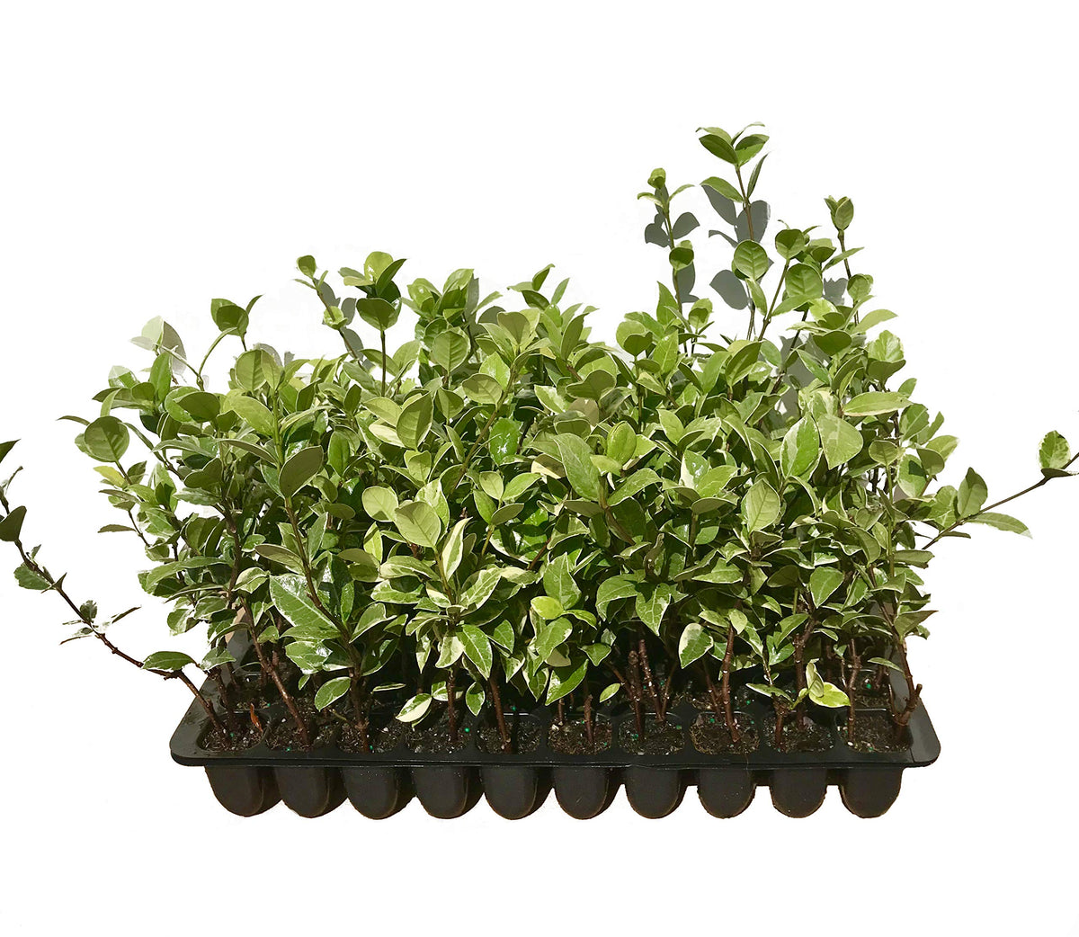 Confederate Jasmine Variegated - 3 Live Plants - Trachelospermum Jasminoides Variegatum - Fragrant Blooming Evergreen Vine