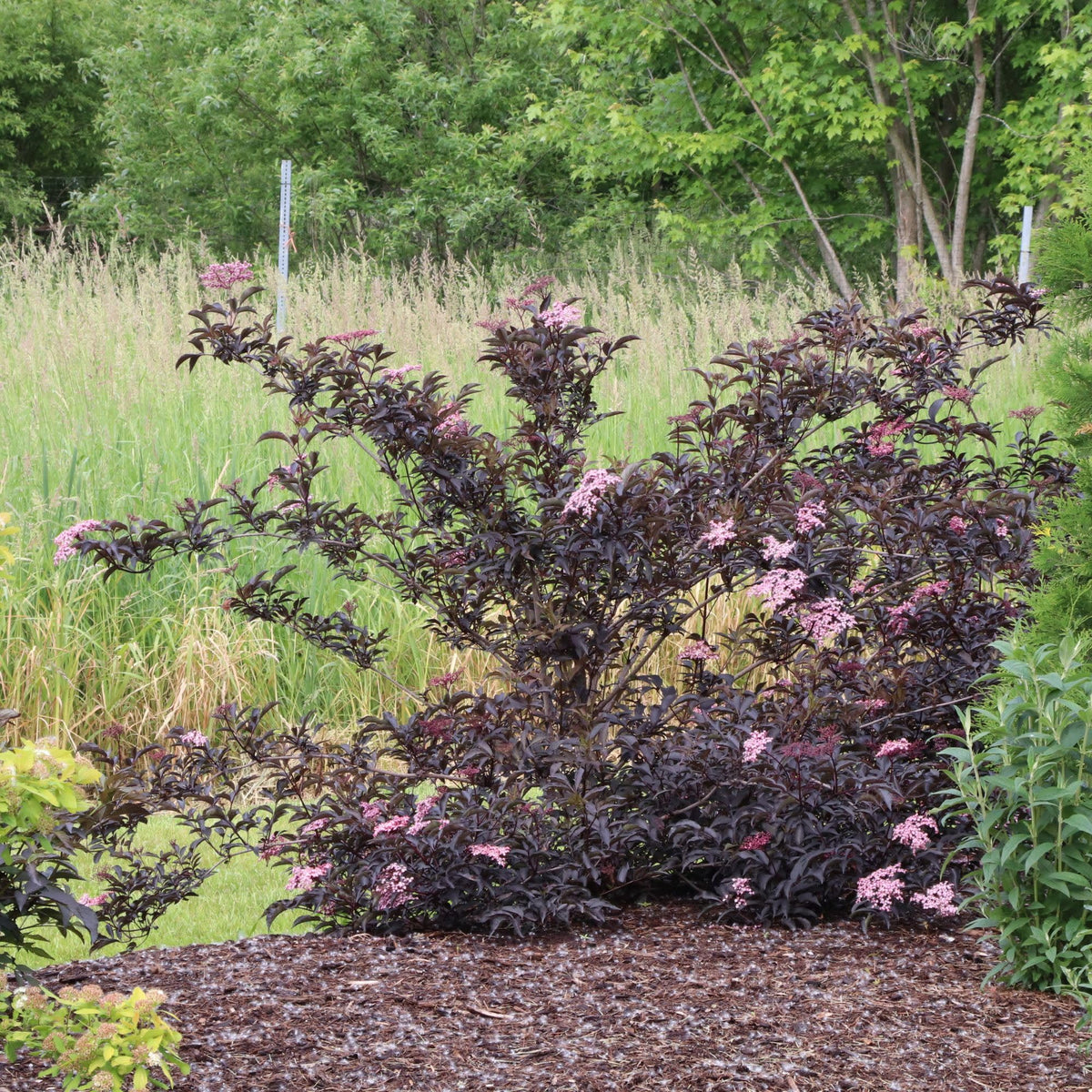 Proven Winners Pink Pony Elderberry (Sambucus nigra) Live Plant, 4.5" Qt