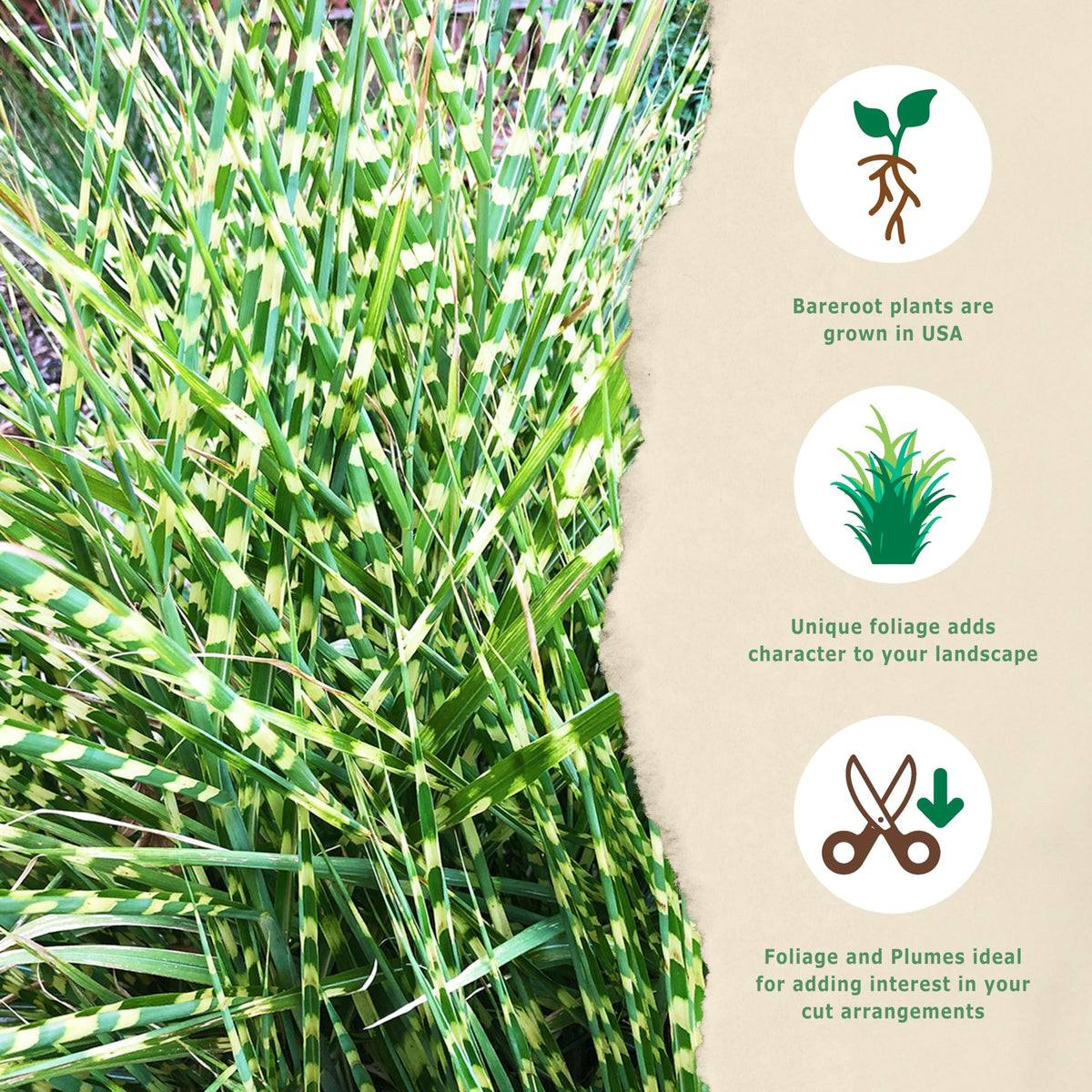 Bloomingbulb Ornamental Grass, Zebra Grass, Outdoor Planting, Decorative Garden, 3 Root Divisions, Zones 4-9a