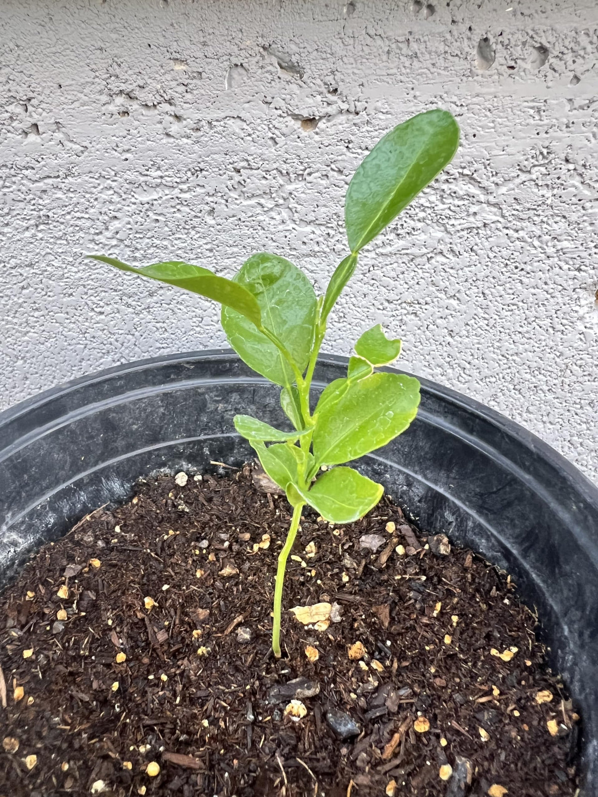Live Kaffir Lime Tree Plant, Citrus Hystrix, Plant Starter Kit - Cannot Ship to FL, AZ, TZ, CA, LA, HI