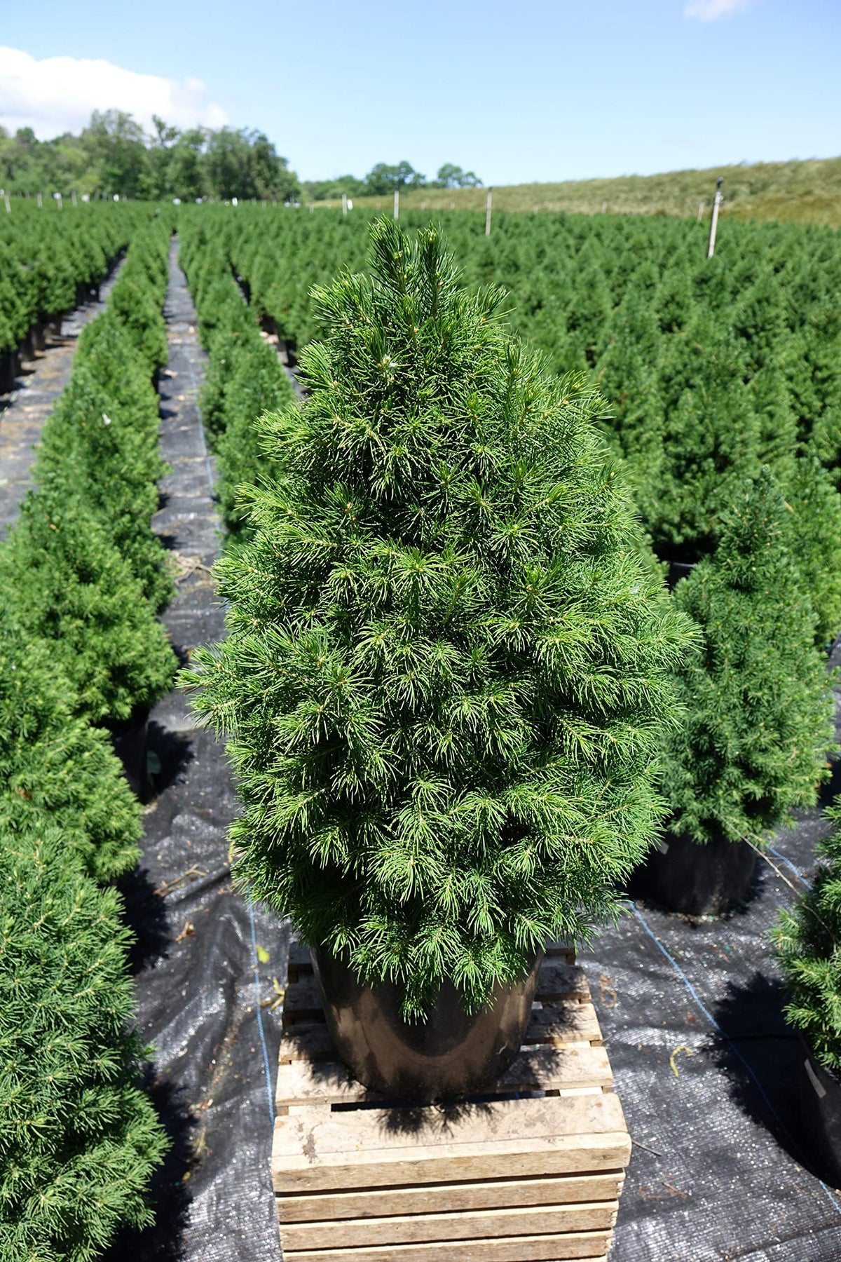 Picea glauca 'Conica' (Dwarf Alberta Spruce) Evergreen, #2 - Size Container