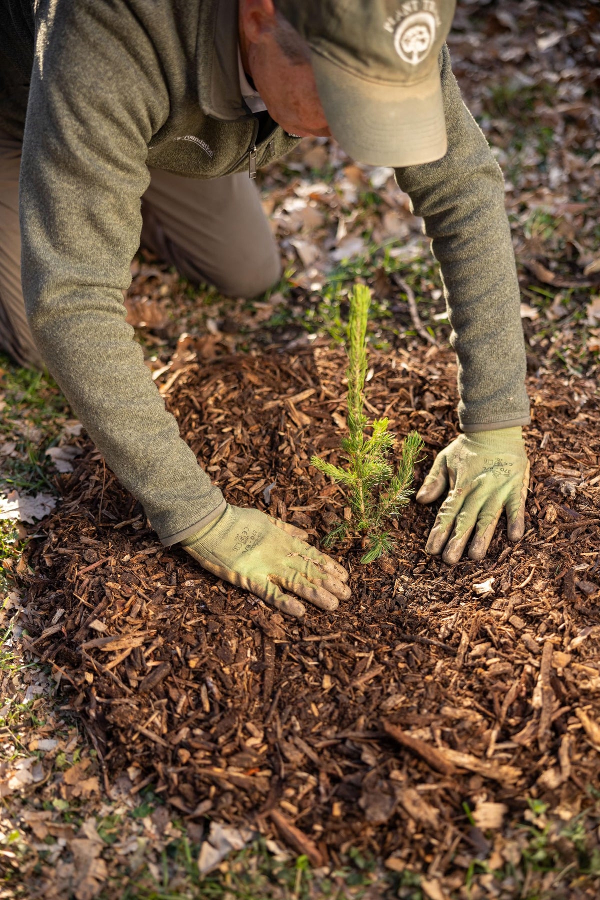 White Spruce Live Tree Seedling Plugs | 6"-12" | Arbor Day Foundation (10-Pack)
