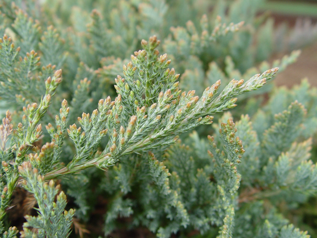 Green Promise Farms JUNIPERUS HORIZONTALIS `Blue CHIP` (Creeping Juniper) Evergreen, 2-Size Container, Green Foliage