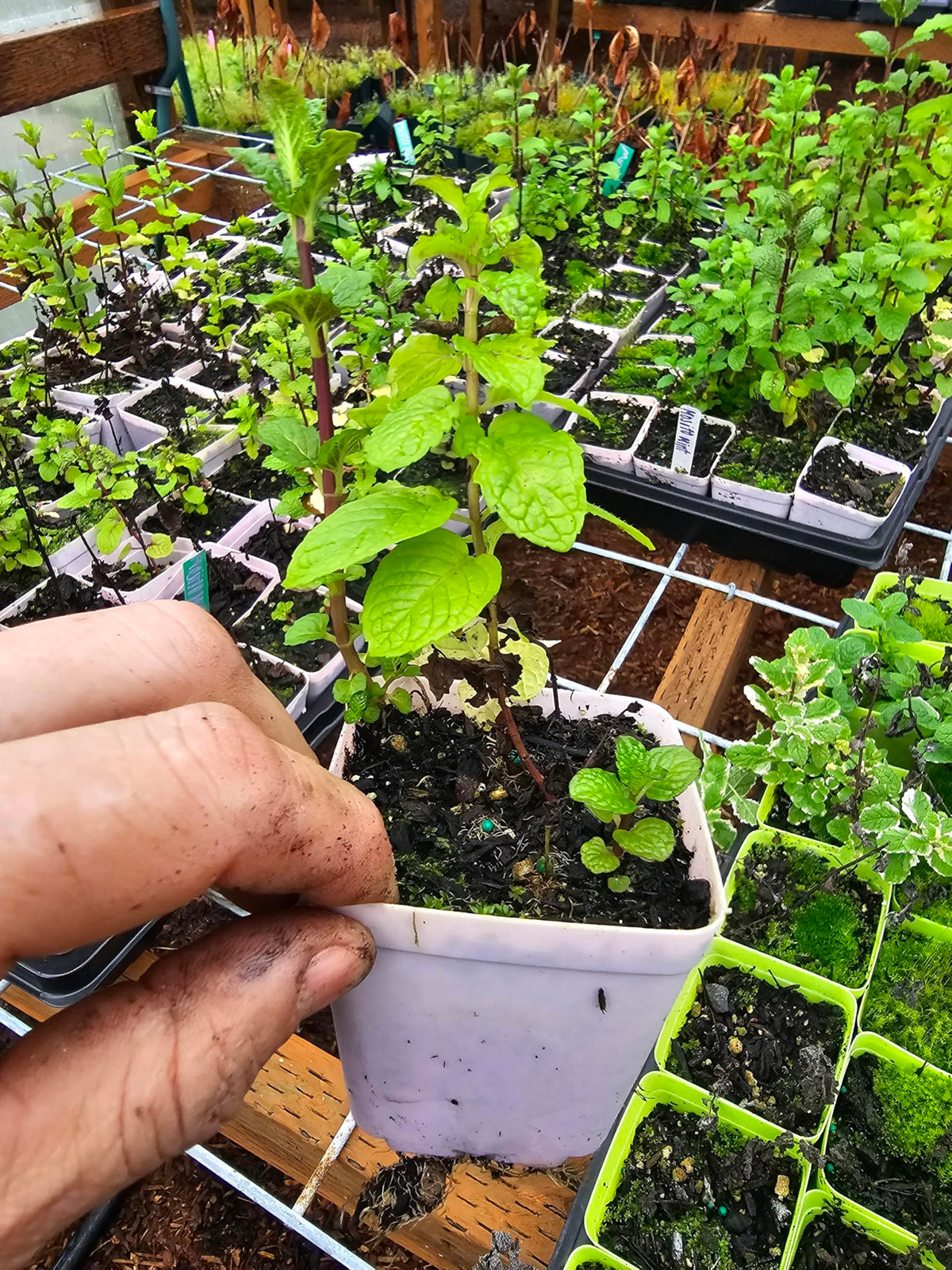 2pack Live Mint Plants, Pineapple Mojito