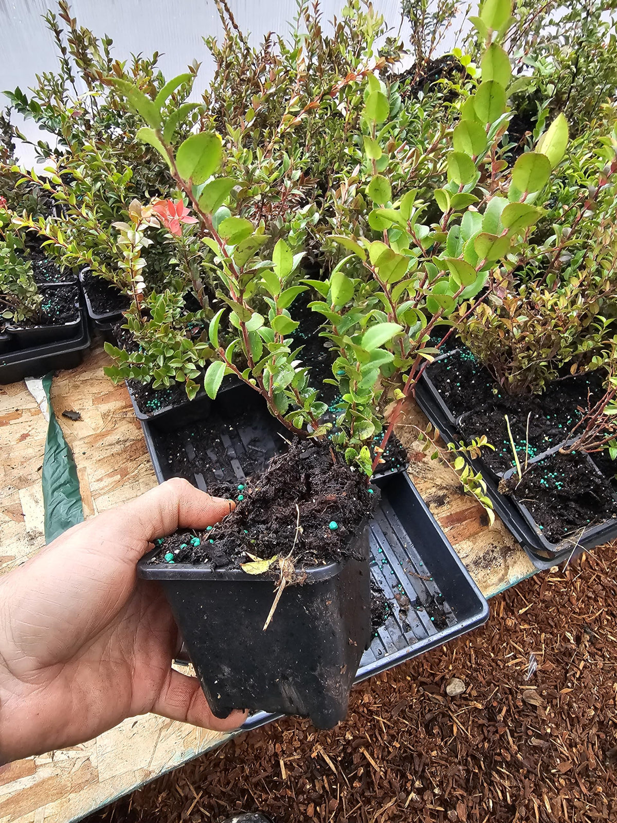 2pack Medium Live Wild Huckleberry Plants, 4" pots
