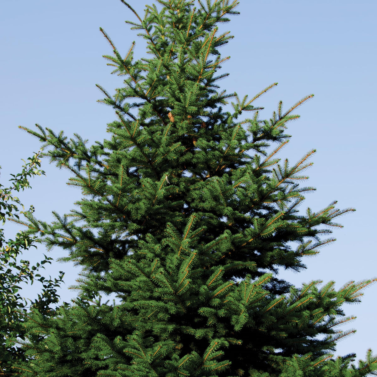 Norway Spruce Tree Seedling Plugs | 6"-12" | Arbor Day Foundation (5-Pack)