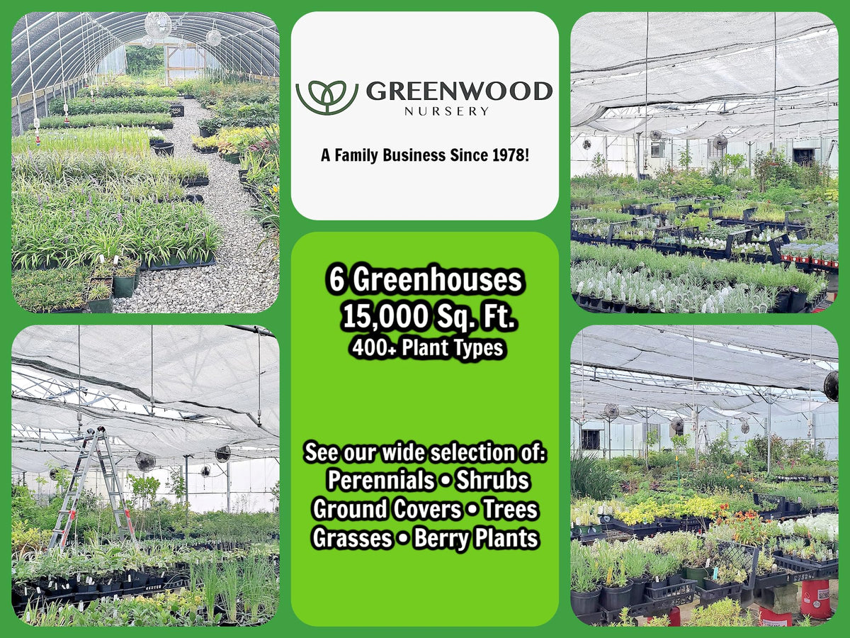 Greenwood Nursery: Live Trees - Fignomenal Dwarf Fig Tree + Ficus carica - [Qty: 1x 3.5 Pot] - (Click for Other Available Plants/Quantities)
