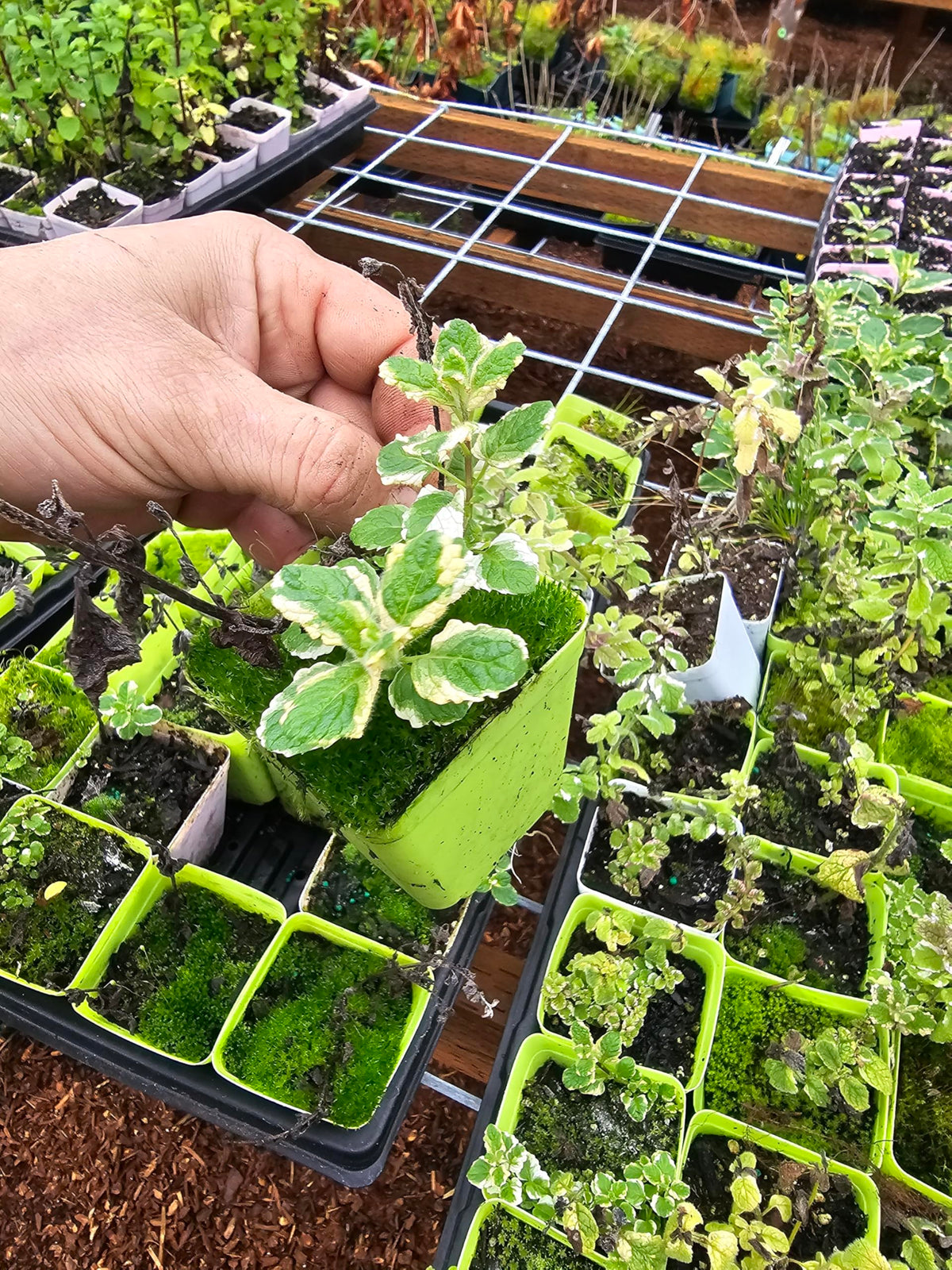 2pack Live Mint Plants, Strawberry Pineapple