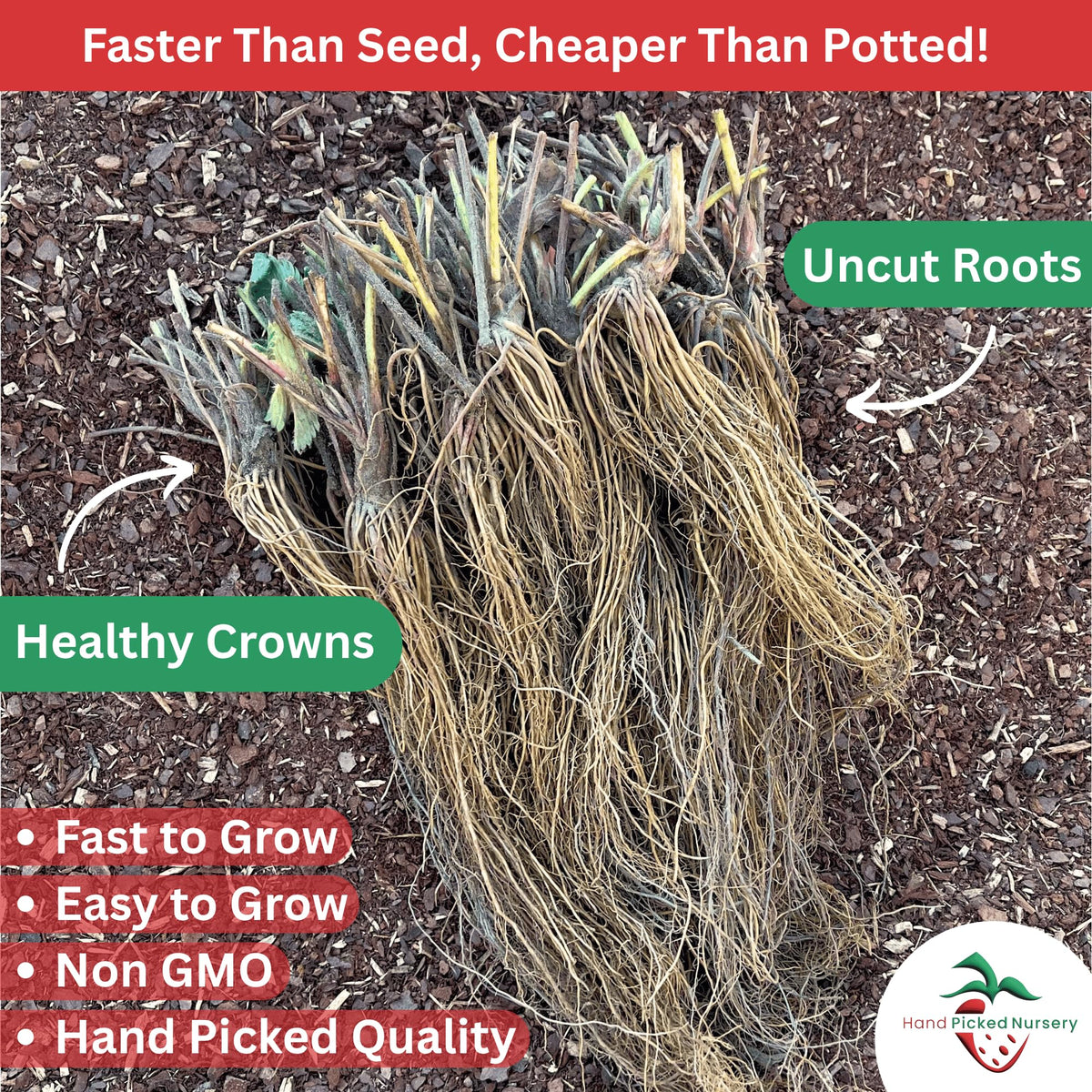 Earliglow June Bearing Bare Root Strawberry Plants - Heirloom Quality, Easy for Beginners - Early June Bearing Variety from Hand Picked Nursery (5)